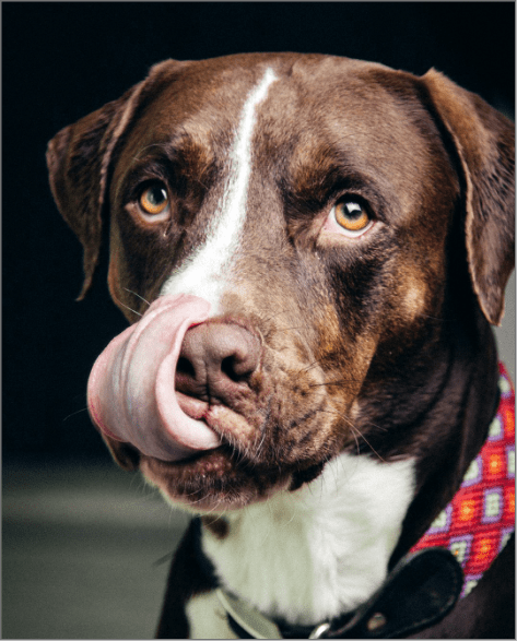 Macario Office Dog